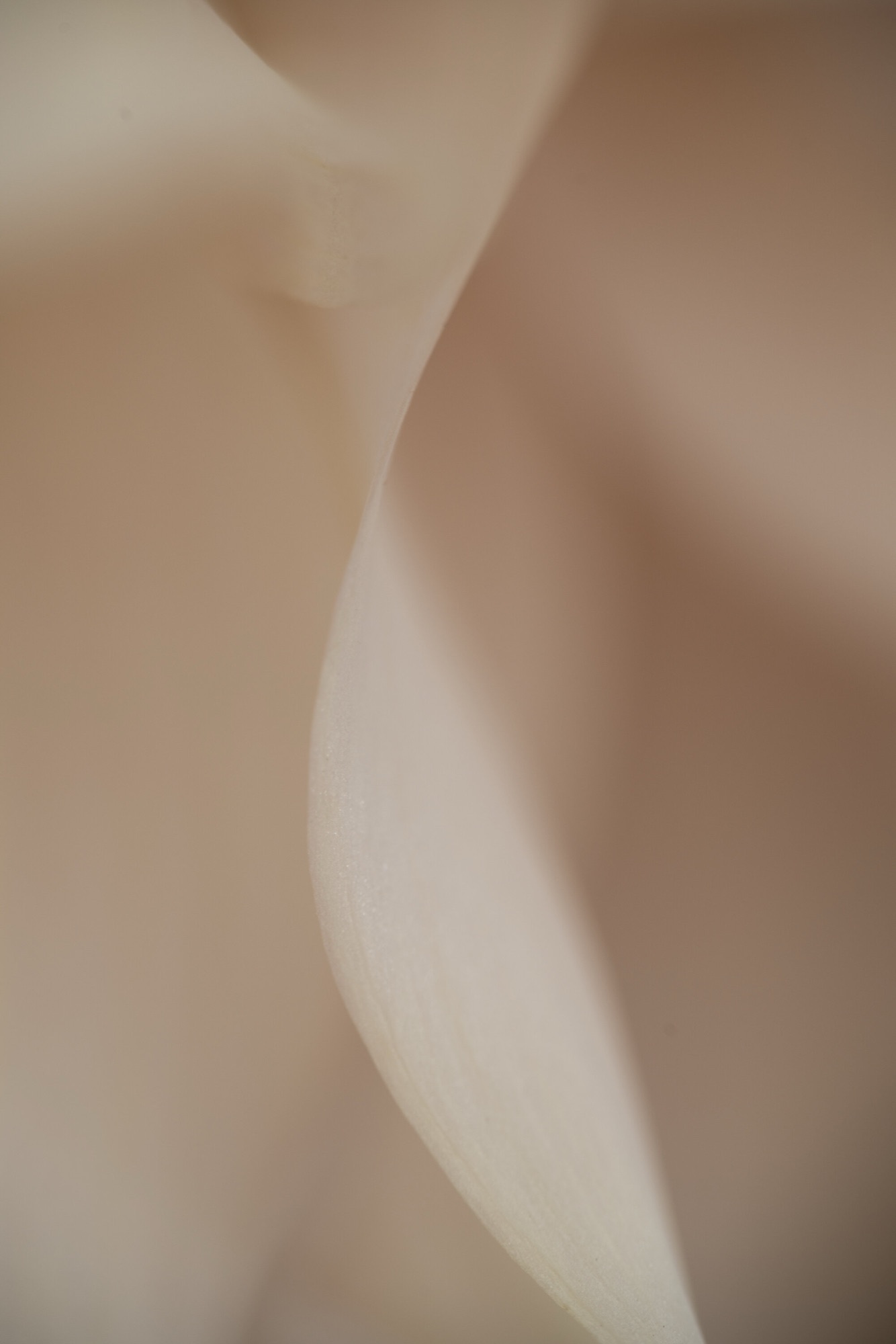 Undulate