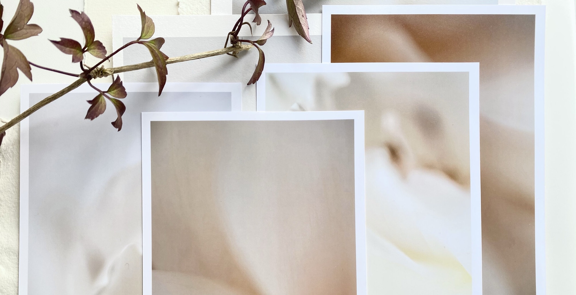 Fine art prints laid out with a sprig of leaves